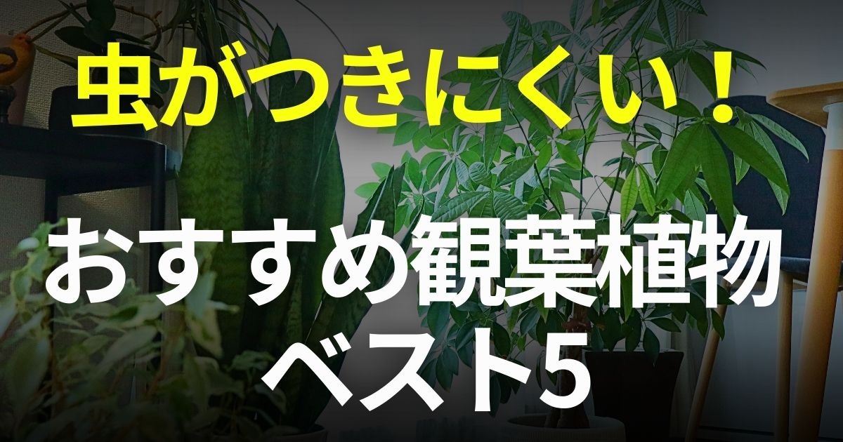 虫　観葉植物